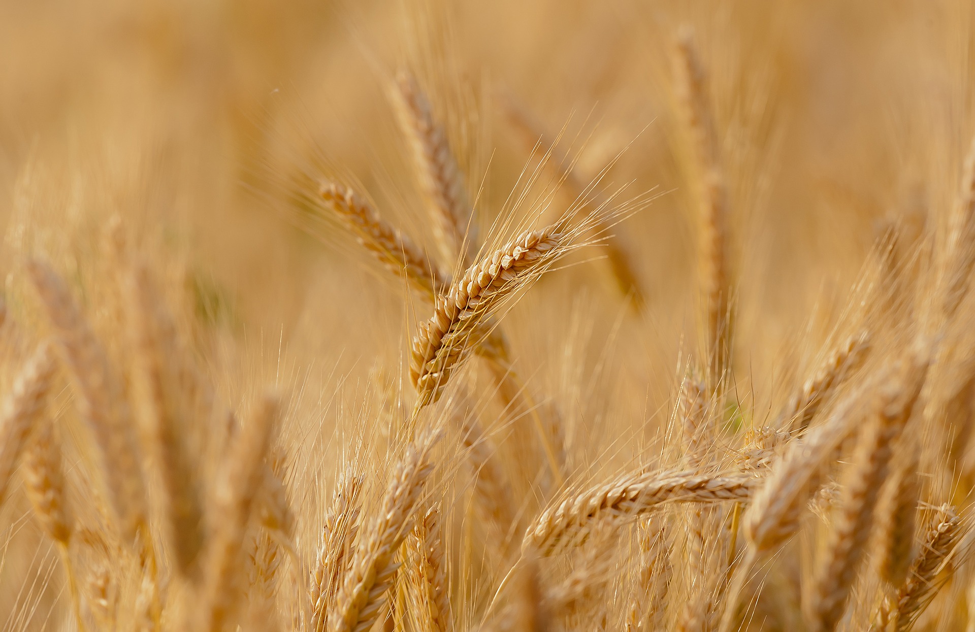 ПРОГНОЗ: Експортери Чорноморського регіону контролюватимуть 49% експорту пшениці